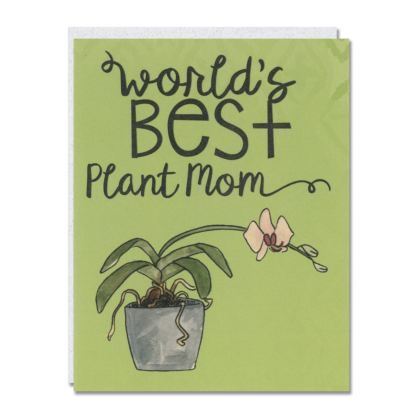 Plant Collection 6-Pack