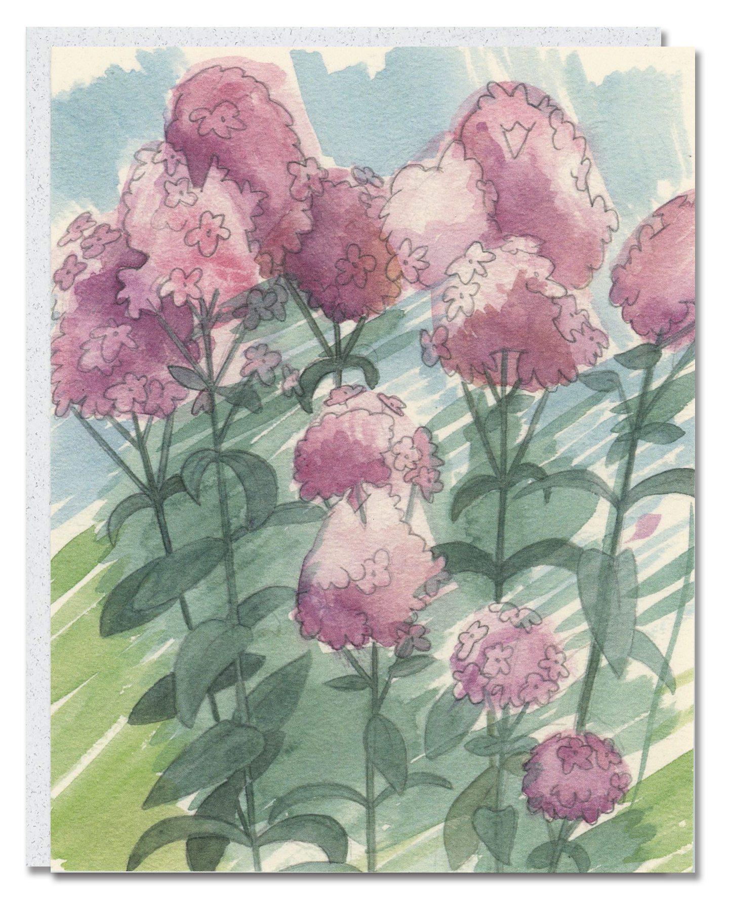 Phlox card