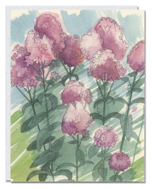 Phlox card