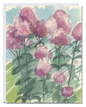 Phlox card