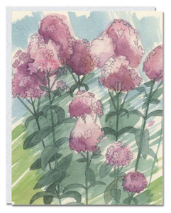 Phlox card