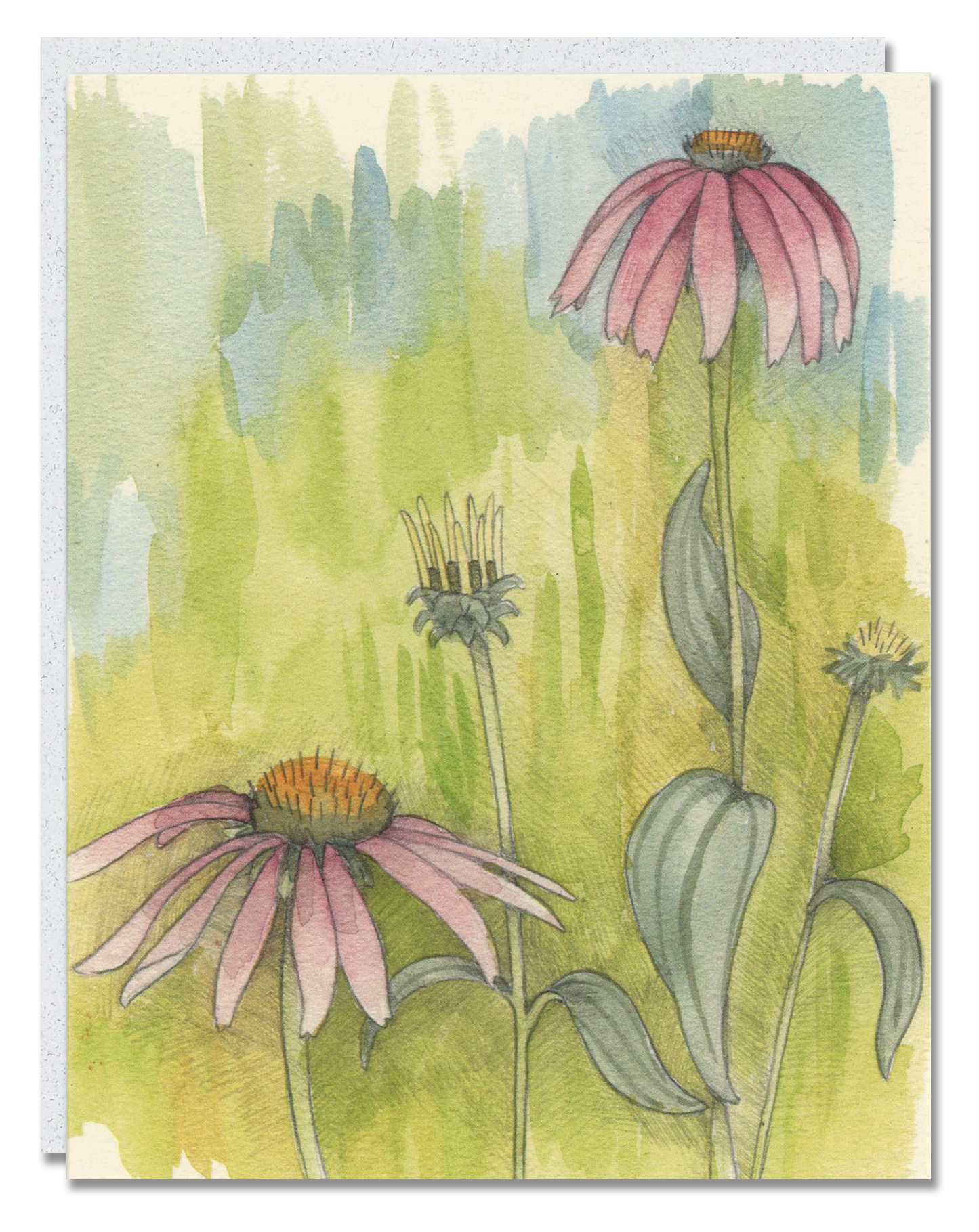 Cone Flower card