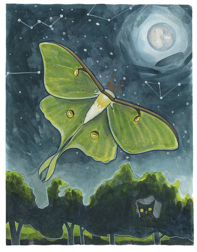 Luna Moth Print 11x14