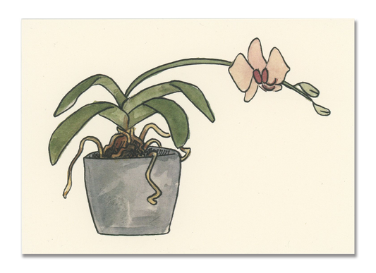 Orchid Postcard