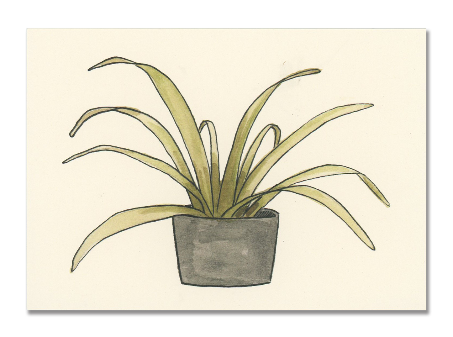 Spider Plant Postcard