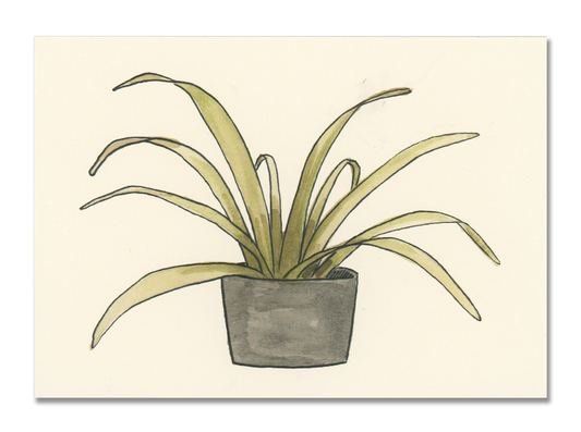 Spider Plant Postcard