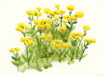 Yellow Yarrow Original Watercolor