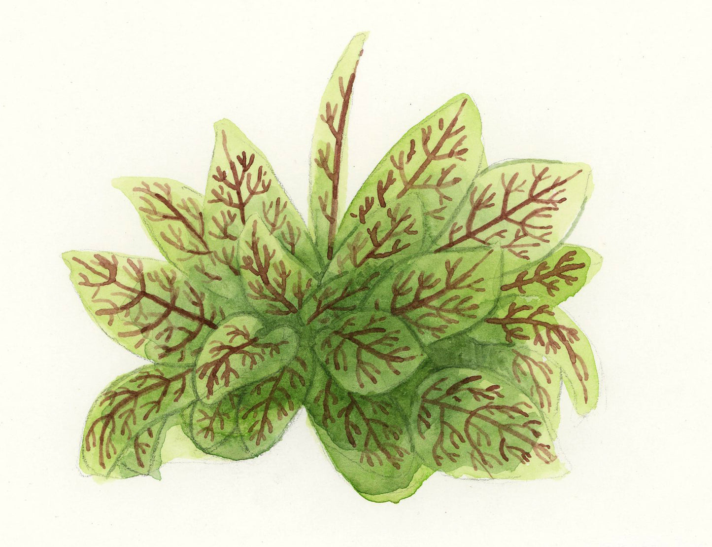 Blood Veined Sorrel Original Watercolor