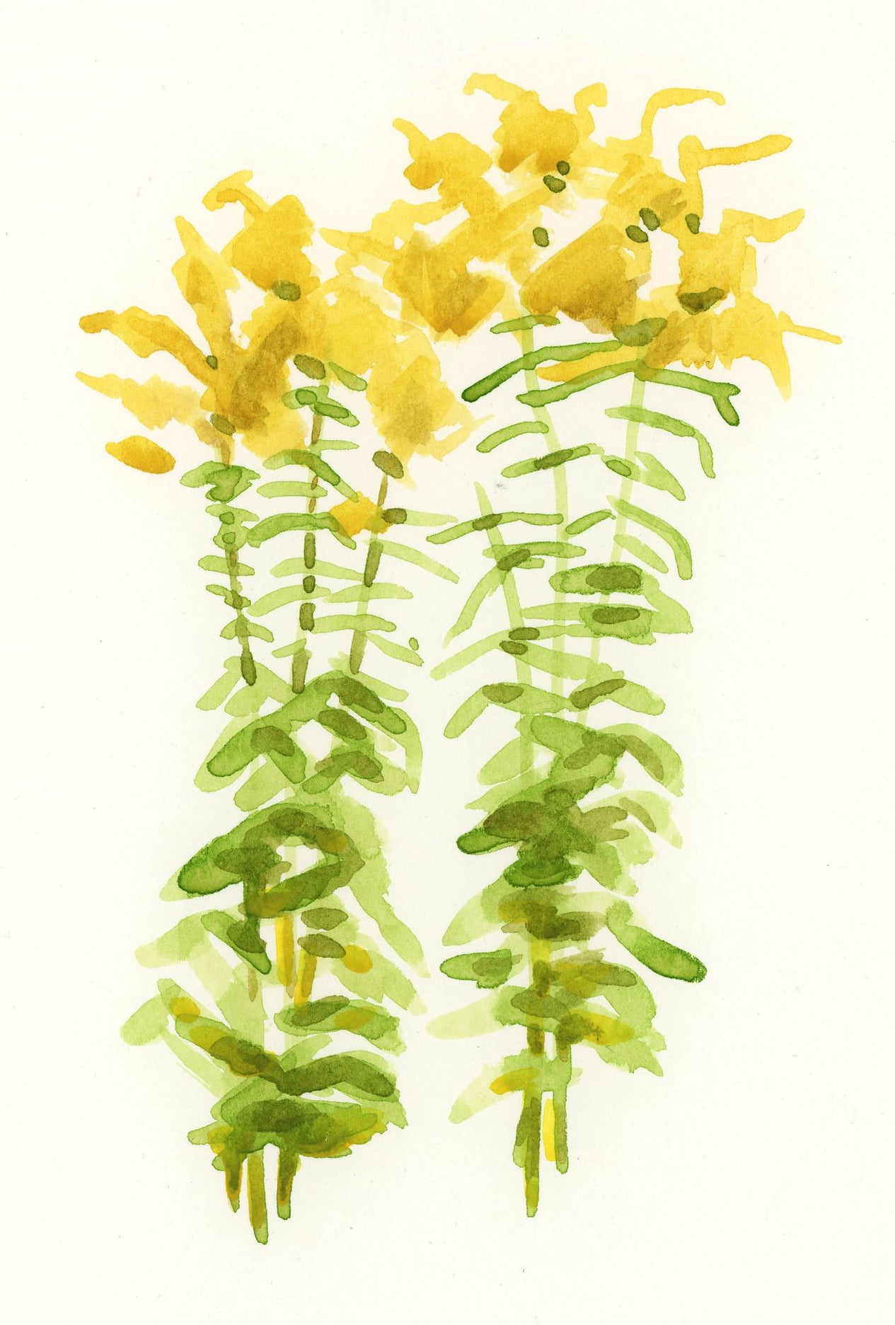 Goldenrod Original Watercolor