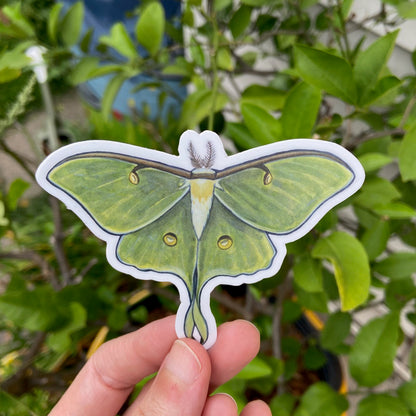 Luna Moth Sticker