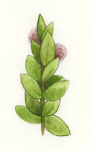 Milkweed Original Watercolor