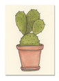 Paddle Cactus Postcard