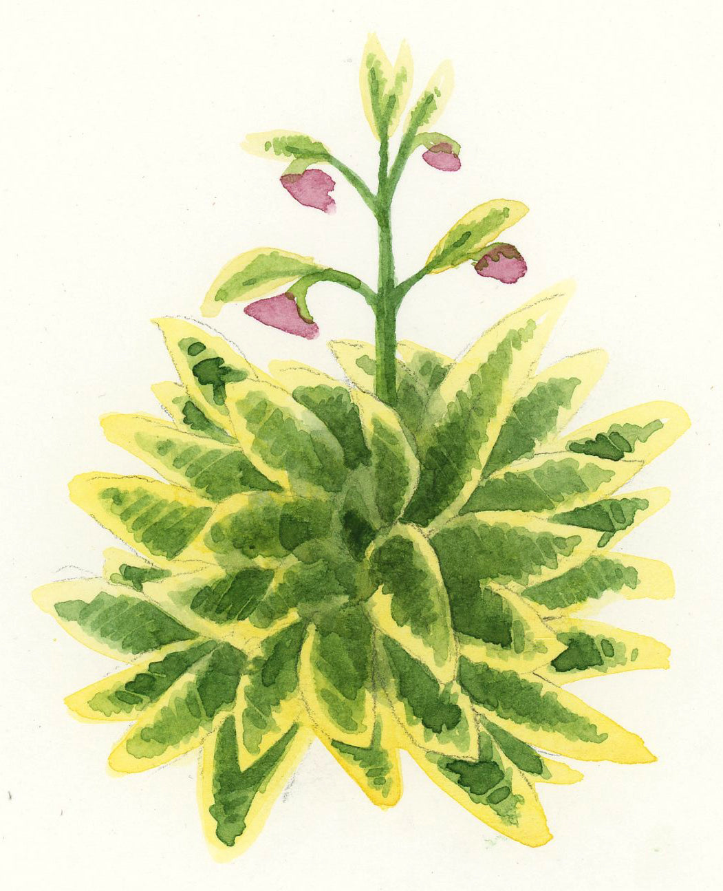 Variegated Comfrey Original Watercolor